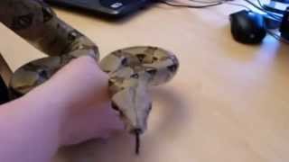 Snake Mating:Help Sex Your Snake