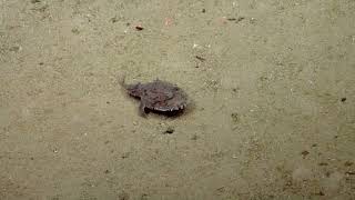 Swimming (!) Monk Fish - 2014 | Nautilus Live (Remastered!)