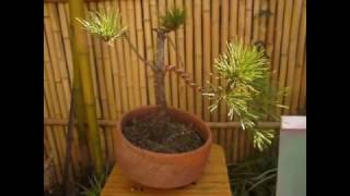Japanese Black Pine Bonsai. 盆栽黒松