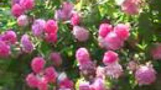 Roses in my garden, (розы в моем дворе)