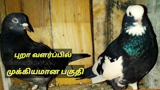 BEST pigeon keeping for beginner in tamil || pura valarpu