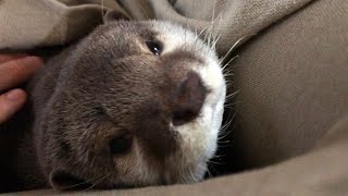 カワウソさくら 4人で寄り添って休憩するカワウソ Otter resting in a flock
