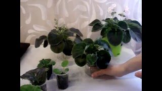 Через какое время появляются цветы у фиалок (все этапы развития)