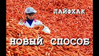 ЛАЙФХАК | ИНТЕРЕСНЫЙ СПОСОБ ВЫРАЩИВАНИЯ МОРКОВИ | #1 НА ВКЛАДКЕ "В ТРЕНДЕ" how to grow carrots