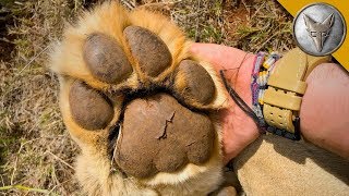 Would You Hold PAWS with a LION?!
