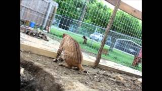 Suppertime in Benji's new enclosure