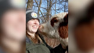 Baby cow won't stop kissing woman who rescued her