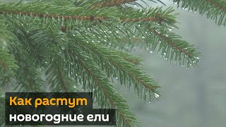 В елочных питомниках начали продажу новогодних елей