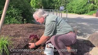 How to Plant Pollinator Garden - Cincinnati Zoo