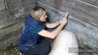 Искусственное осеменение свиньи для чайников ! С почином нас)))