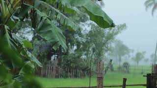 Lush Rain Sleeping Sounds for Relaxing | Heavy Tropical Rainstorm in Wet Season | Goodbye Insomnia