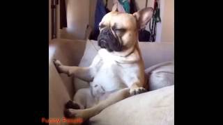 Позитивный ролик с животными /  Positive movie with animals /  Película positiva con los animales