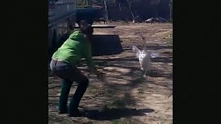 гусь радуется встрече с хозяйкой / Goose is so happy to see his friend