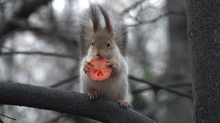 Ещё про белок, орехи и морковку. Зарисовка / More about squirrels, nuts and carrots. Sketch