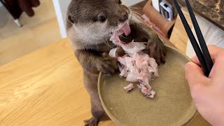 旬の真鯛を湯引きでいただくカワウソ！ otter eating a seasonal sea bream!