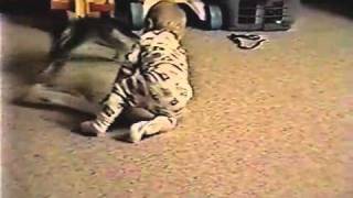 Baby and Kitten Battle for the Bag- PetTube