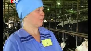 Лучшая доярка Свердловской области живёт и работает в Первоуральске