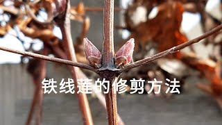 铁线莲的修剪方法 How to prune clematis