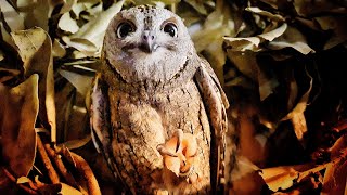 Совы сплюшки впервые пробуют креветок. Совята гурманы