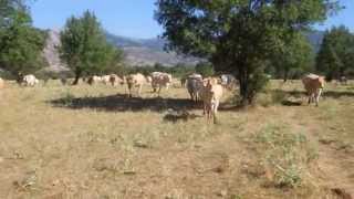 Blonde d´Aquitaine - Ganadería Soto Fresnos - Julio 2014
