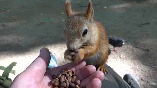Белки на коленях. Такого ещё не было / Squirrels on your knees. This has never happened before