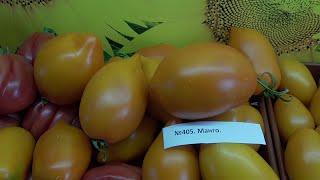 ТОМАТ МАНГО №403. ДЕГУСТАЦИЯ. 