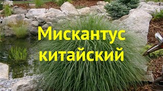 Мискантус китайский. Краткий обзор, описание характеристик miscanthus sinensis