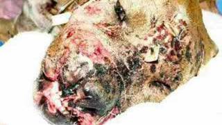 Dog Abuse