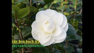 Bán Cây Hoa Bạch Trà đại thụ
