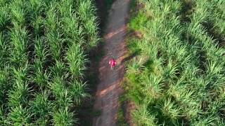 Correndo pelos campos de Cana de Açúcar - 09Mar19 | DJI Mavic Air Drone
