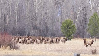 Wyoming DIY General Elk Unit