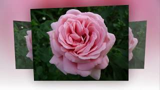 Rose FREDERIC MISTRAL (ФРЕДЕРИК МИСТРАЛЬ роза)