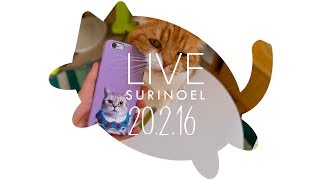 생방송 수리노을 고양이가족 20.2.16 LIVE 【SURI&NOEL】