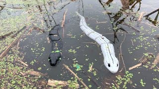 ブラックバスは蛇を食べる？