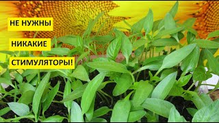 Главные секреты удачного посева перца на рассаду! Как получить быстрые и дружные всходы перца?