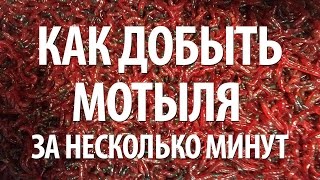 МОТЫЛЬ - КАК ДОБЫТЬ МОТЫЛЯ за ПАРУ МИНУТ
