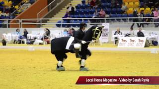 Qld Festival of Dressage - Harold the Horse - Freestyle