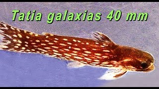 Channidae, Auchenipteridae, Claridae -WCTAB / Разведение змееголовов и др.