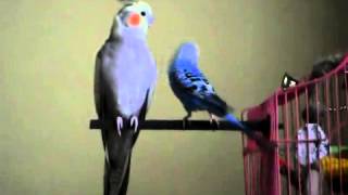 2 1  корелла, волнистик! Parrot & other bird!