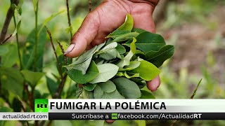 Ambientalistas alertan del riesgo de glifosato que se usaría sobre cultivos de coca en Colombia