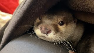 庭にきたとあるお客さんにそれぞれ反応を示すカワウソと猫 otter and cat react to a visitor in the garden