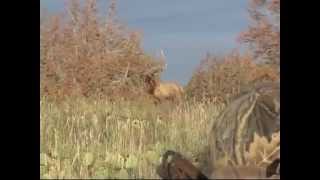 World Record Elk
