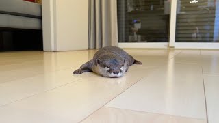 もはや飼い主が一緒じゃないと寝ることすらできなくなってきたカワウソ 笑 otter is no longer able to even sleep without its owner with it