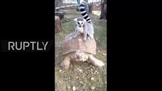 Unlikely companions - lemur rides turtle in St Petersburg zoo