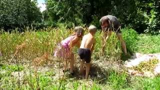 Семья Бровченко. Урожай Чеснока 2014. Сбор, КАКОЙ вырос, какой лучше сажать.