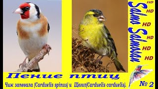 Пение птиц №1 Чиж запевала (Carduelis spinus) и  Щегол(Carduelis carduelis).