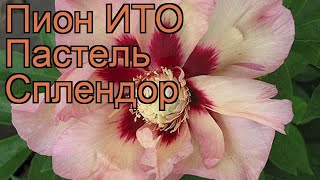 Пион ито Пастель Сплендор (paeonia itoh) ? обзор: как сажать, рассада пиона Пастель Сплендор