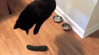 Cat VS Cucumber ? (HD) [Funny Pets]
