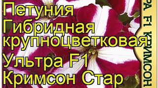 Петуния гибридная крупноцветковая Ультра F1 Кримсон Стар. Краткий обзор, описание petunia