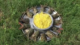 Lobster Head with Noodles - Cooking Lobster Heads with Boiled Noodles